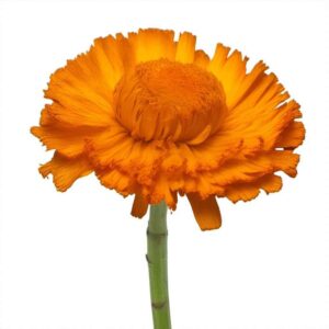 Calendula Flower