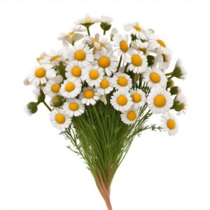 Chamomile Flower