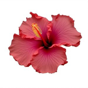 Hibiscus Petals