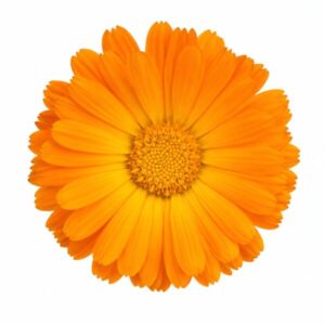 Calendula Flower