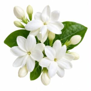 Jasmine