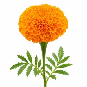 Marigold Flower